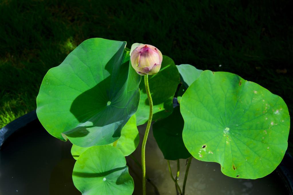 Begonia B&B Taitung Bagian luar foto